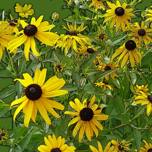 Flowers Blacked Eyed