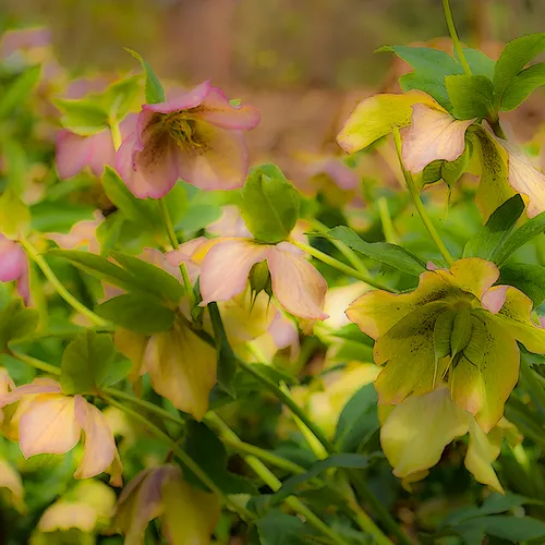 lentinRose 2