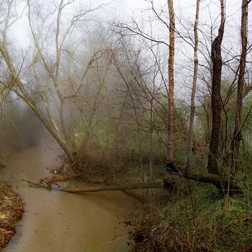 Fanniesloan 2015 Fog 15