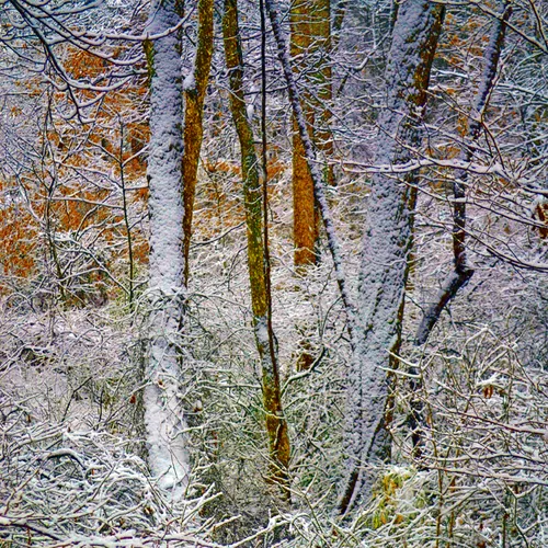 Color In The Woods