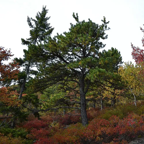 Acadia Trees Fall 1-12