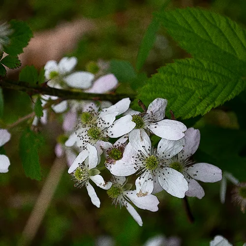 Blackberryblossom 2