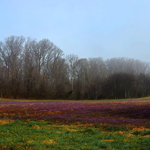 Purple Field 4