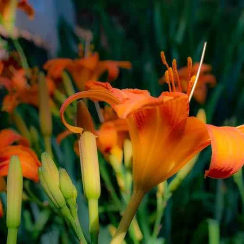 Orangedaylily 3