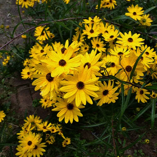 Yellow Flowers Crackal