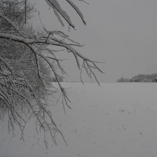 Snowy limb and field