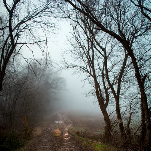 Fanniesloan 2015 Fog 4