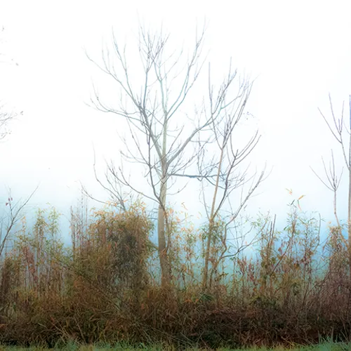 Fanniesloan 2015 Fog 10