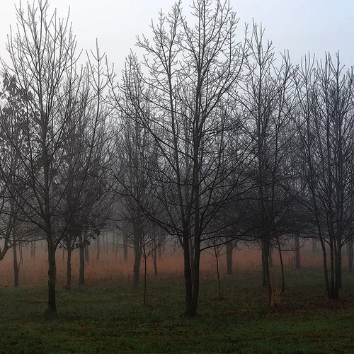 2015 Foggie Trees