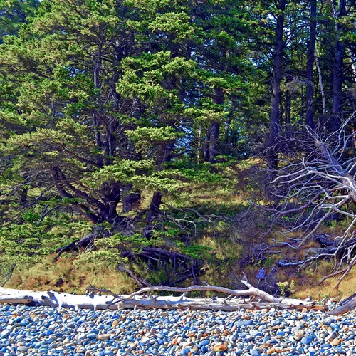Acadia Shore 12