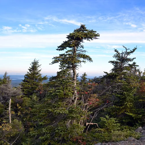 Acadia Trees Fall 1-6