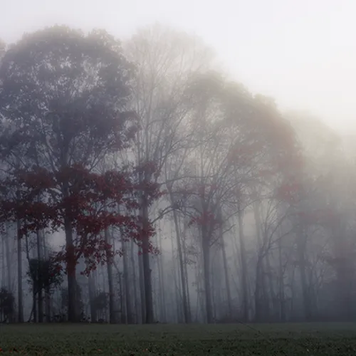 Fanniesloan 2015 Fog 12