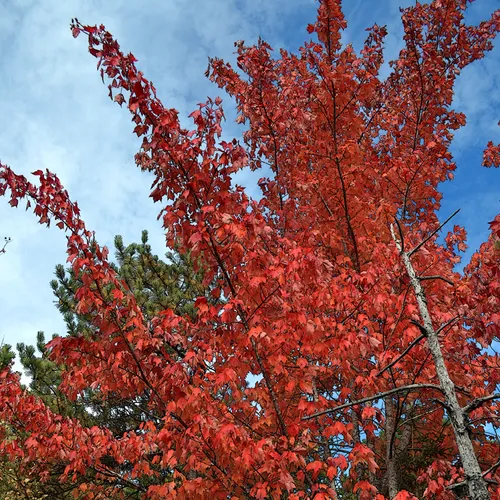 Acadia Trees Fall 1-16