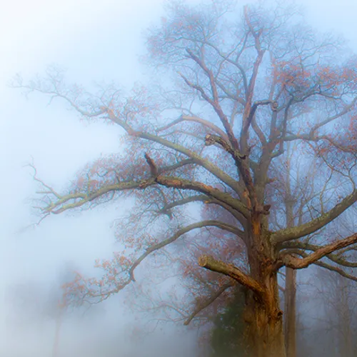 Fanniesloan 2015 Fog 7