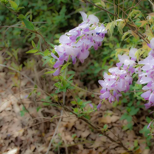 Wisteria 2