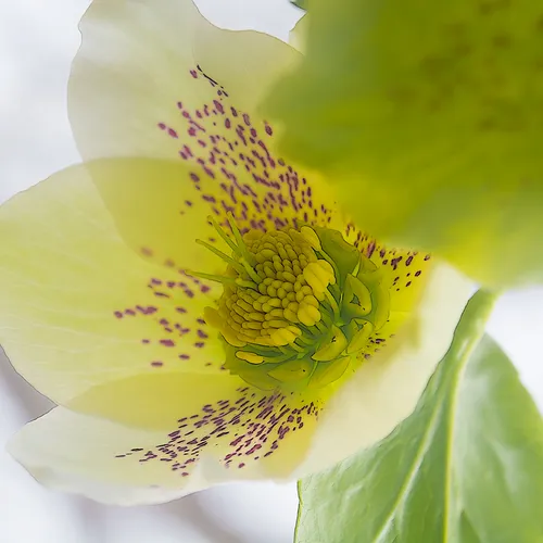 lentinRose 1