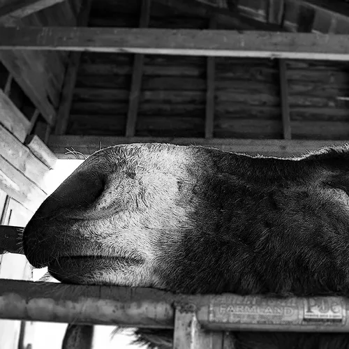 Sherrillsford 15 B&W