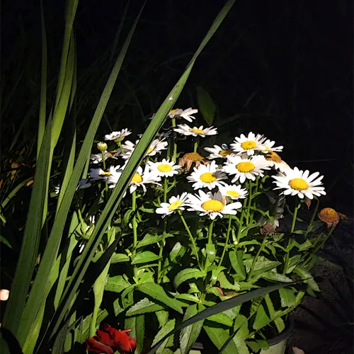 Daisies 2
