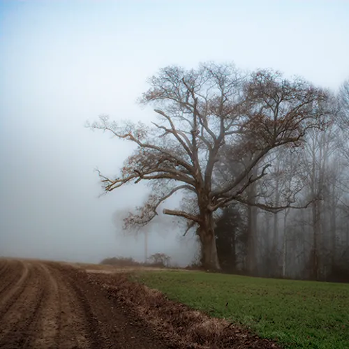 Fanniesloan 2015 Fog 9