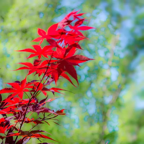 Japanesemaple 3