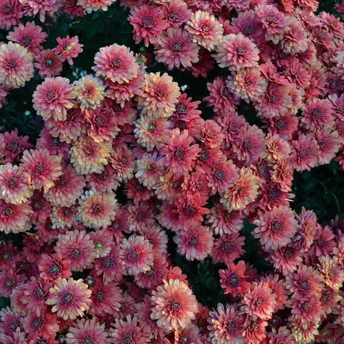 Chrysanthimums 3