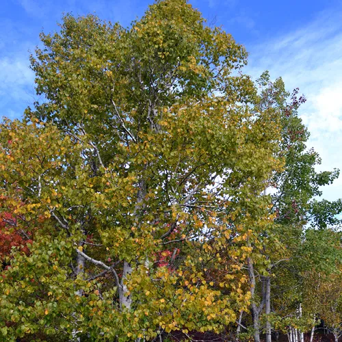 Acadia Trees Fall 1-14