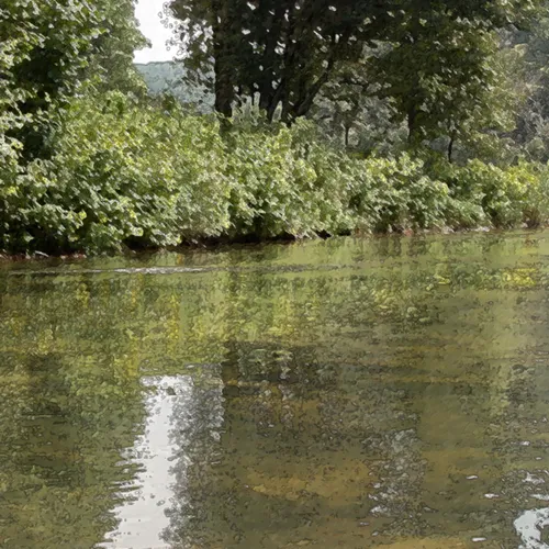 New River Dryoutline