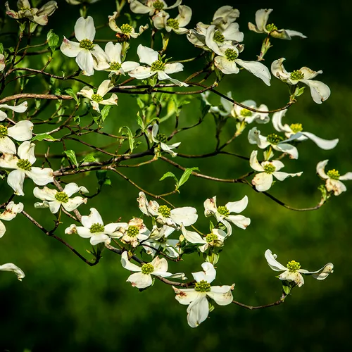 Dogwood 3