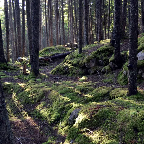 Acadia Forest 1