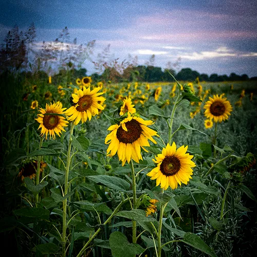 Hoffnersunflowers 1