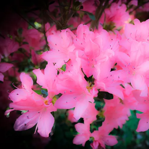 Azaleas 8