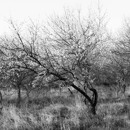 Bloomingtrees 1 B&W