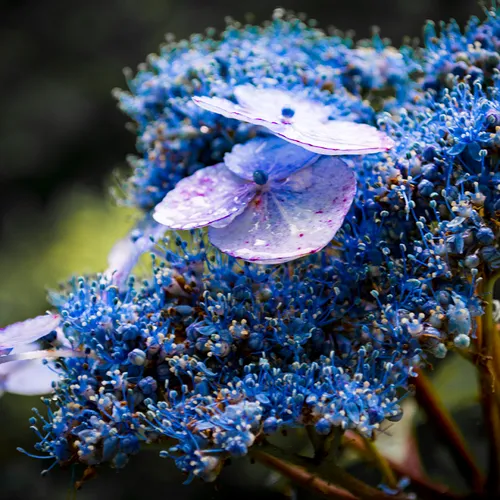 Nocaphydrangea 1