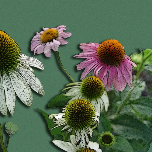 Echinacea