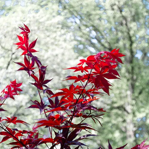 Japanesemaple 1