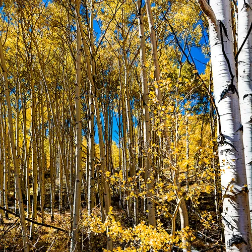 Dixienationalforest 7