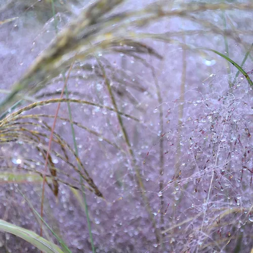 Purple Grass 2