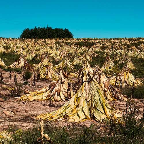 Virginia countryside 15-2