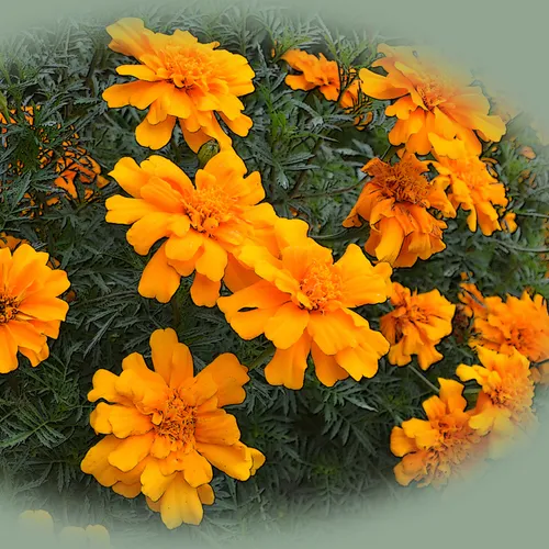 Marigolds