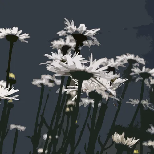 White Daisies Cutout