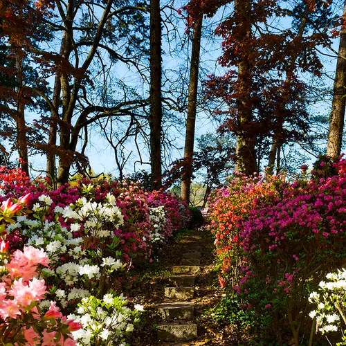 Azaleas 3