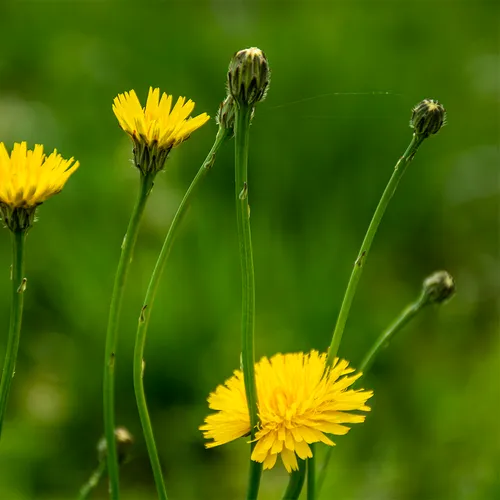 Dandelions 2