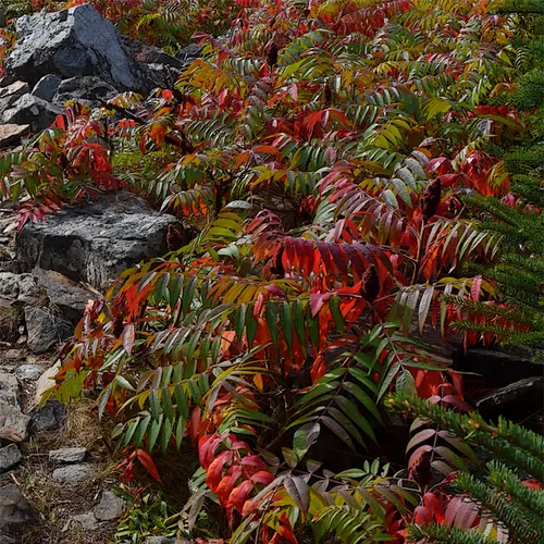 Acadia Shore Fall 1-15