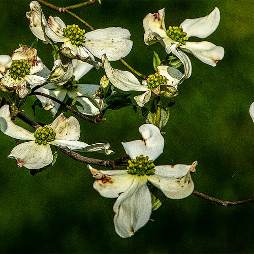 Dogwood 4
