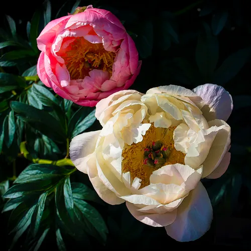 Peony 1