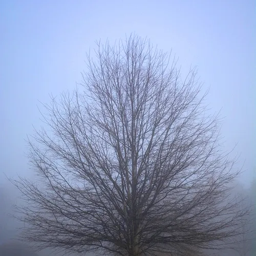 2015 Tree Fog