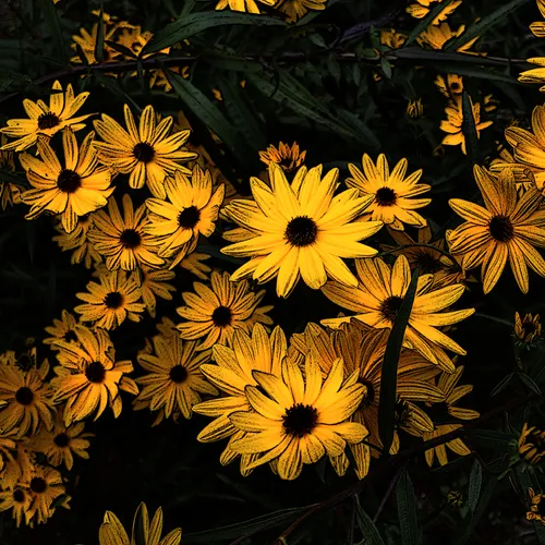 Yellow Flowers Poster