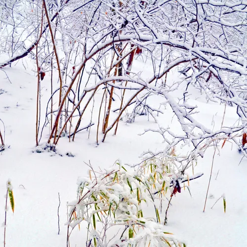 Bamboo And Snow