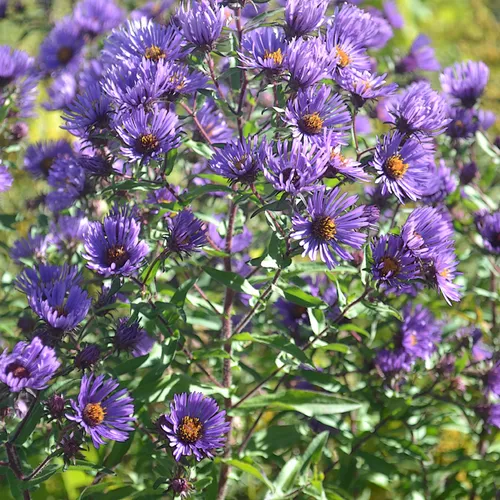 Purple Flowers