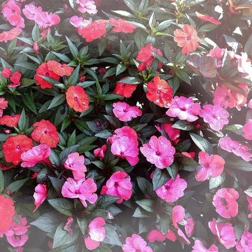 Impatiens